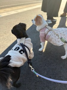 ⭐️HOZIハーネスは抜けない?引っ張り癖のある犬に使ったリアルな口コミ