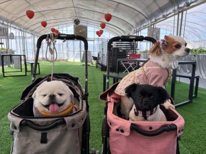ドギーズアイランドでいちご狩り🍓犬も一緒に楽しめた1日