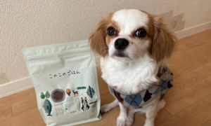 犬の健康を本気で考えるならこれ!「このこのごはん」を全力レビュー