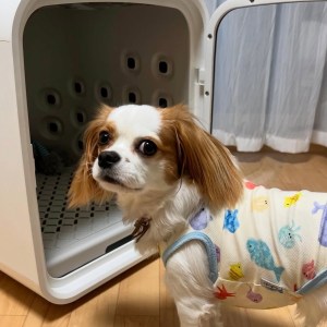 犬の乾かし時間が激変!?【nello ペットドライルーム+Deo】を使ってみたリアルな感想