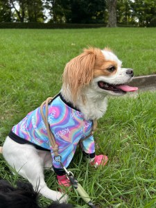 【愛犬の足を守る】犬用靴は必要？おすすめのドッグシューズと選び方