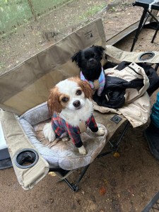 つくば犬たちの森で愛犬とキャンプ｜雨スタートでも最高だった1泊2日体験記【前編】