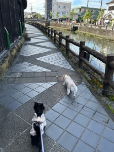 ショルダーリードは本当に便利？両手が空くメリットと後悔しない注意点を正直レビュー🦮