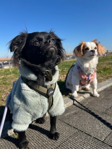 はじめまして!チワキャバのティアラとペキプーのがじゅまるです🐾